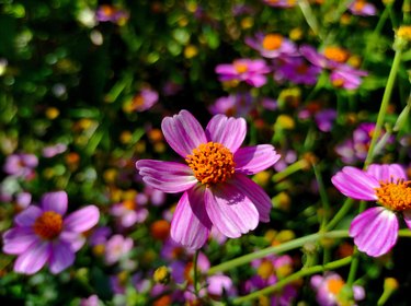 Coreopsis rosea is a North American species of tickseeds in sunflower family.