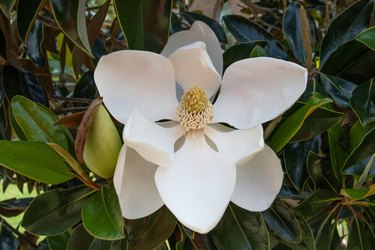 Little gem magnolia flower