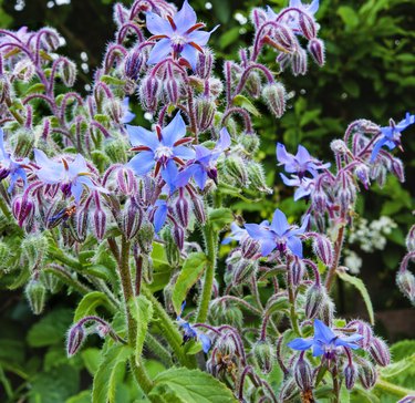 Borage plant / herb (Borago officinalis) in sunlight, blue flowers.