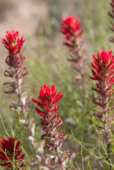 CASTILLEJA CHROMOSA BLOOM - JOSHUA TREE NP - 052220 B