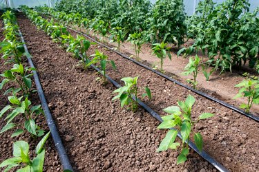 Organic tomato and pepper plants in a greenhouse and drip irrigation system - selective focus