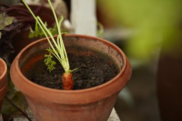 Close-up of fresh carrot in pot of soil