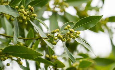 Laurus nobilis aromatic evergreen leaves with flower buds closeup.