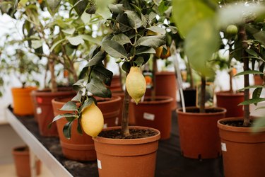 Growing a lemon plant on a shelf in a store