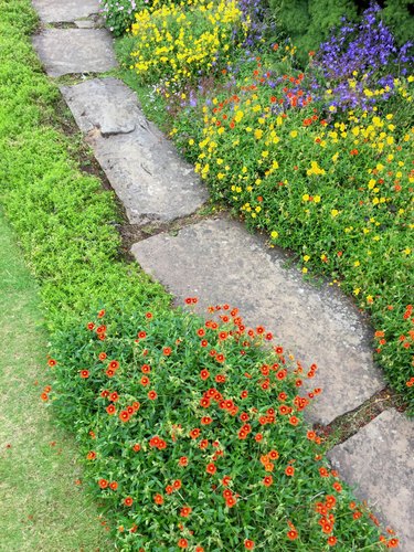 Image of traditional English cottage garden with real random grey natural stepping stones / Yorkstone limestone flagstones pathway path edged by lawn grass, flowers, flowering Alpine plants, phlox, hairbell campanula, saxifraga, with yellow orange flowers