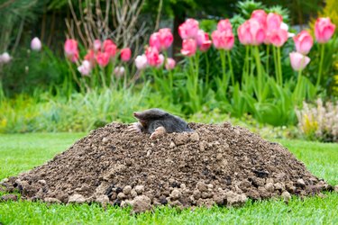 Mole [Talpa europaea] in a lawn.
