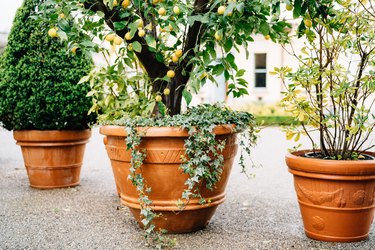 Large outdoor brown flower pots with decorative lemon and boxwood on the asphalt outside the house.
