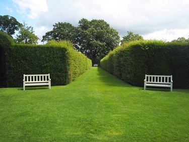 White garden benches and green hedges