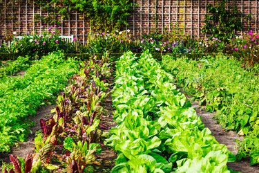 Vegetable garden