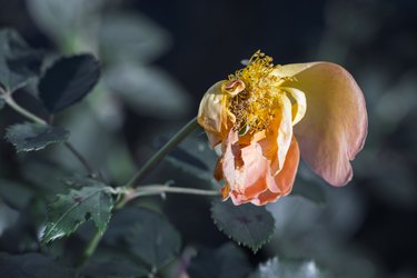 Wilted rose in December needs deadheading