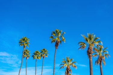 Group of tall palm trees with blues sky.