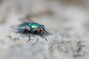 How to Get Rid of Green Bottle Flies in the House | Hunker