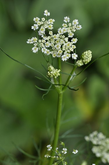 growing cumin plant