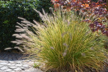 Fountain Grass, Pennisetum, alopecuroides