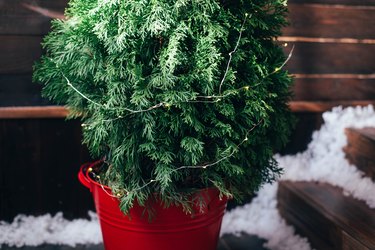 Christmas bush with a garland near the doorstep of the house.