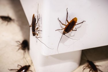 How to get rid of bugs in the house