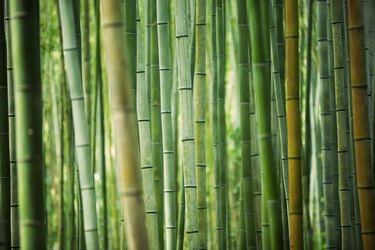 bamboo grove