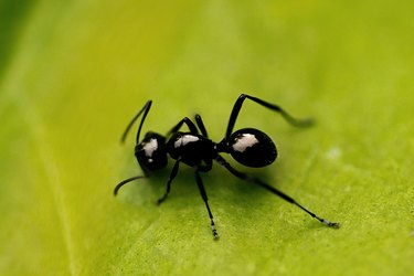 Black shiny ant