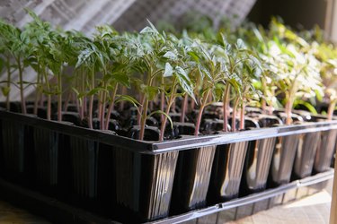 Seedling tomato in tray