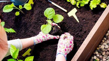 Tangan-tangan dengan sarung tangan berkebun menanam tunas di lubang di taman tempat tidur kayu yang ditinggikan. Menanam bibit di tanah terbuka di musim semi. Menanam sayuran di tempat tidur yang ditinggikan rapi.