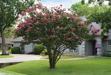 Crape Myrtle Tree (Lagerstroemia) Blooming in Summer