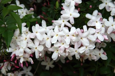 Jasmine (Jasminum officinale) in flower.