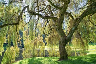 Weeping willow tree