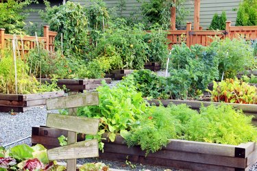 Community vegetable garden