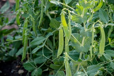 Snow peas.