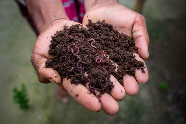 Hand holding compost with redworms. A farmer showing the worms in his hands at Chuadanga, Bangladesh.