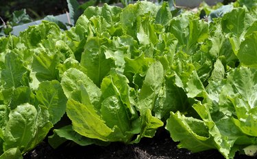 Endive in vegetable garden