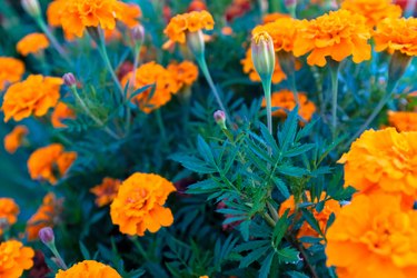 Orange tagetes flowers, closeup.