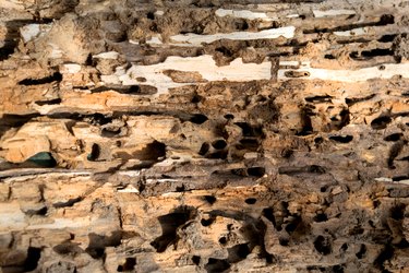 A cut of rotten wood. Texture. Background. Closeup.