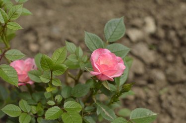 Download How to Care for a Kordana Rose | Hunker