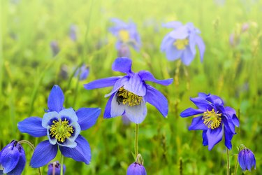 Beautiful blue wildflowers Aquilegia glandulosa close up