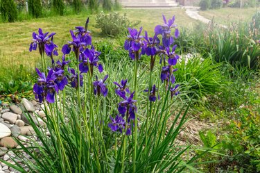 Planting Flag Iris - Learn About Growing Flag Iris Plants In The Garden