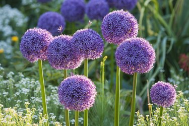 RHS GARDEN, WISLEY, SURREY: ALLIUM GLOBEMASTER - ONION, BULB, PURPLE