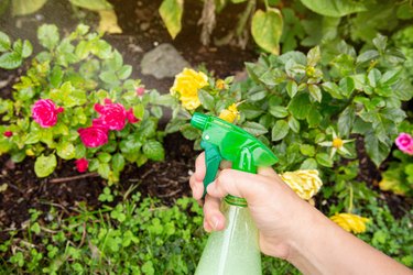 Using homemade insect spray in garden.