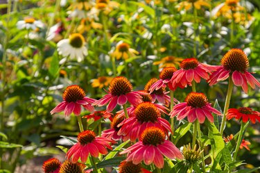 red coneflowers (Echinacea) with blurry multicolored coneflowers in the background