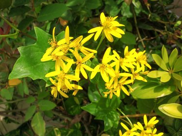Delairea odorata, known by German Ivy or Cape Ivy, yellow flower creeper.