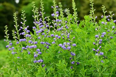 False indigo is a plant that butterflies are attracted to