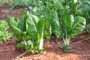 fresh green swiss chard in the garden ready to harvest