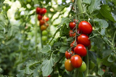 Green unripe tomatoes and red tomatoes.