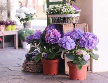 Pots with beautiful blooming blue and white  hydrangea flowers for sale outside flower shop. Garden store entrance decorated with rustic style wooden box and craft flower pots.