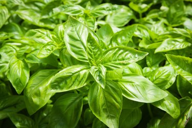 Natural Herb Basil Plant in the Garden
