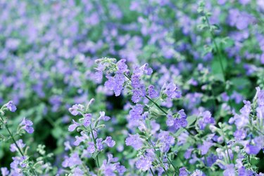 Catmint garden