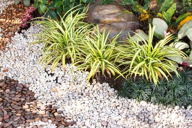 Landscaping combinations of plant and grass