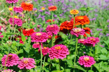 Colorful blooming zinnia blossoms in garden.Summer milti colored background.Sunny weather.Arrangement of flowers.Floriculture.