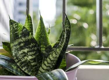 Sansevieria trifasciata or snake plant in pot on condominium terrace.