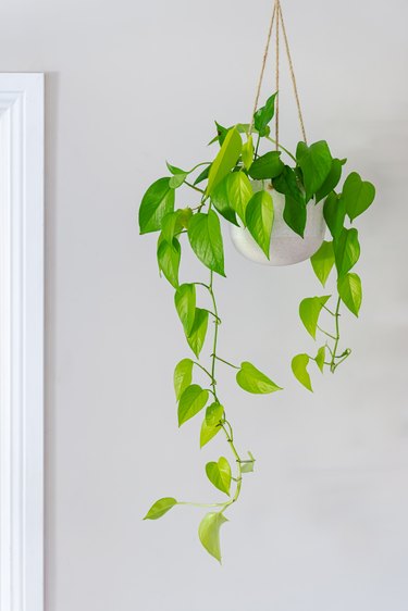 Devils ivy golden pothos indoor plant vine in a hanging pot near doorway